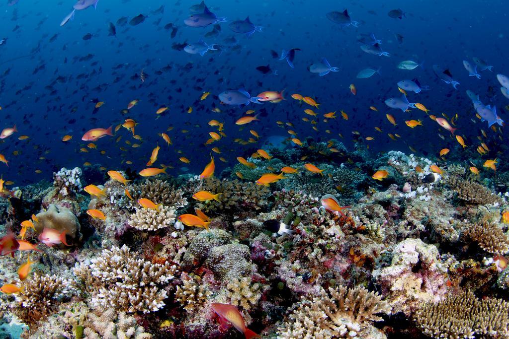 Rasdhoo Dive Lodge Ngoại thất bức ảnh