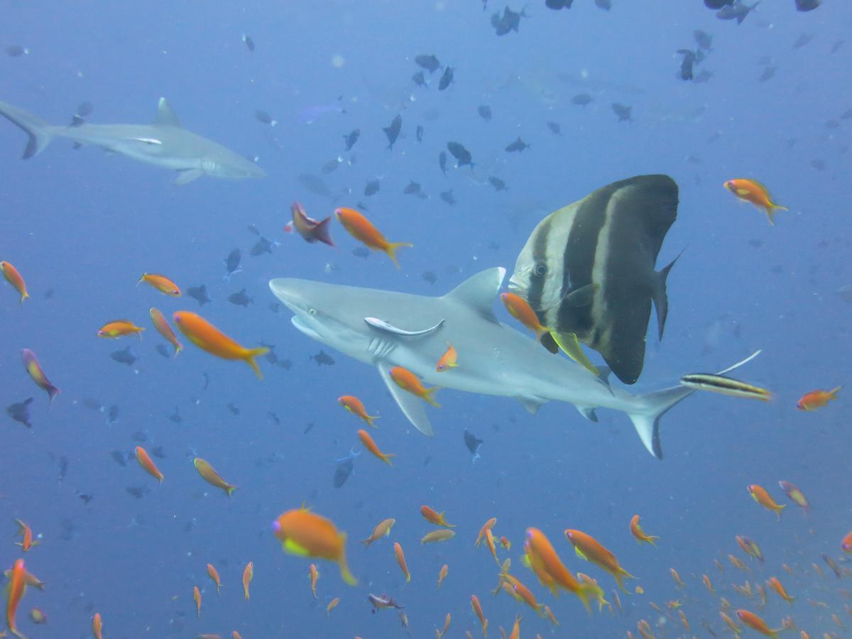 Rasdhoo Dive Lodge Ngoại thất bức ảnh