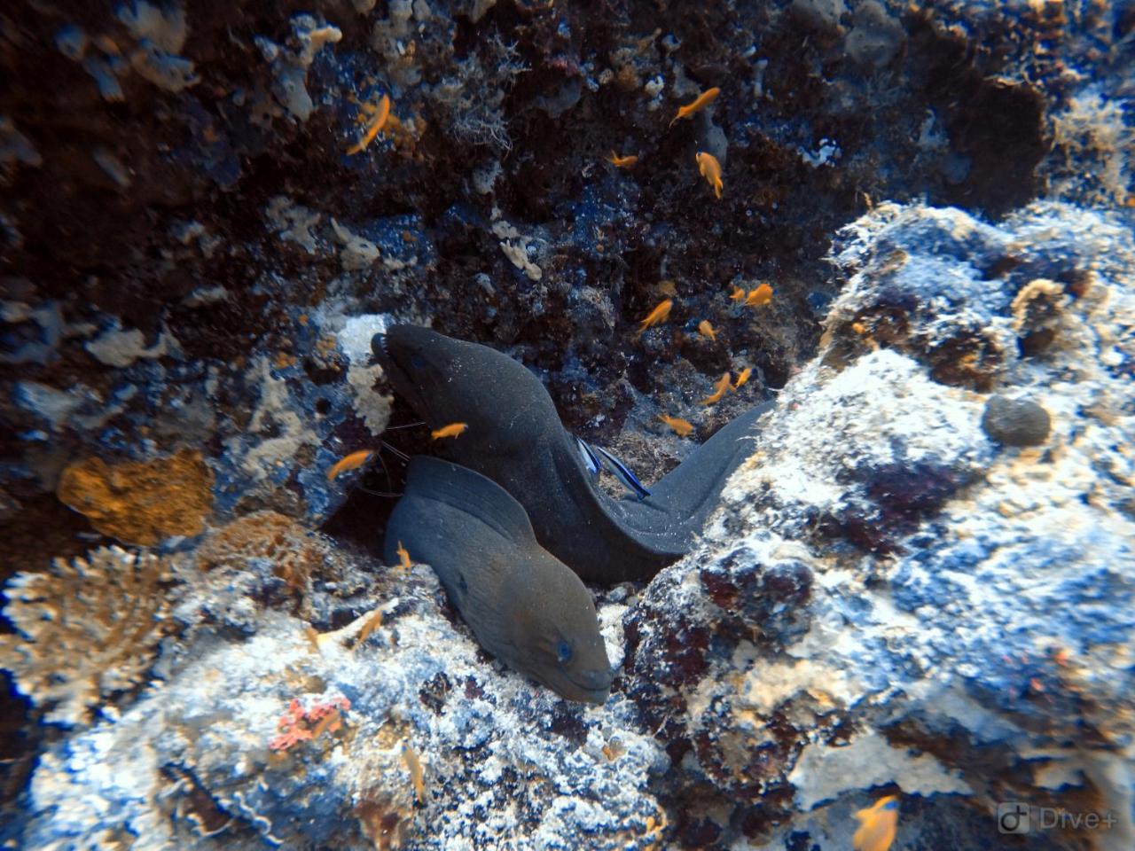 Rasdhoo Dive Lodge Ngoại thất bức ảnh